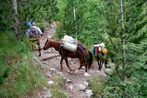Muly dopravují na chaty zásoby. Prý vozí nahoru i turisty, za padesát eur.