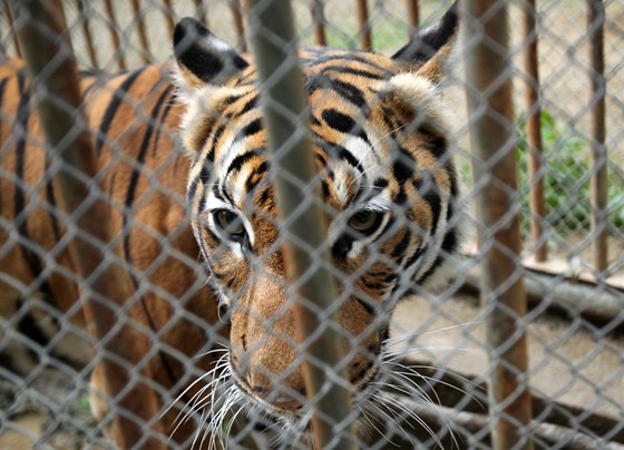 Samice tygra malajského z praské zoo nala úkryt v zázemí zoo brnnské.