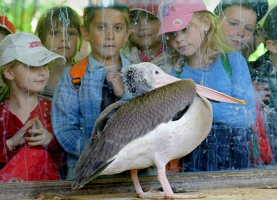Mladí pelikáni skvrnozobí patí k desítkám zvíat ze zatopené praské zoo,
