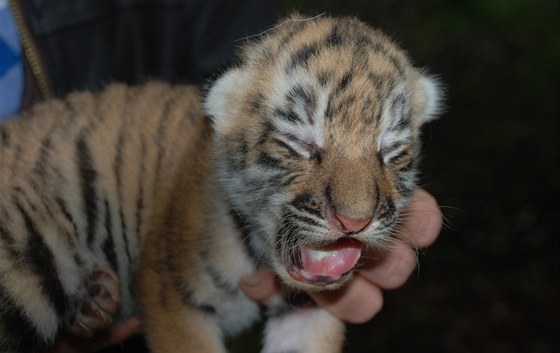Mlád tygra ussurijského, které se na konci kvtna narodilo ve zlínské zoo.