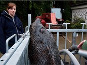 V pražské zoo stěhovali v 3. června večer lachtany do bezpeční před velkou