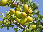 Plody argnie trnit vypadaj jako olivy. Stromy rostou pouze v jihozpadn...