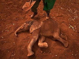 PRACHOVÁ KOUPEL. Dvoumsíní sloní sirotek si v Nairobi dopává osvení pod...