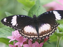 Tropický motýl v arboretu Nový Dvr na Opavsku.