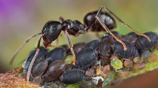 Mravenec druhu Formica fusca hld kolonii mic. Tito mravenci ij se micemi v oboustrann vhodnm (mutualistickm) vztahu. Mravenci poskytuj micm ochranu, vmnou za pstup k jejich sladkm exkrementm tzv. medovici. 