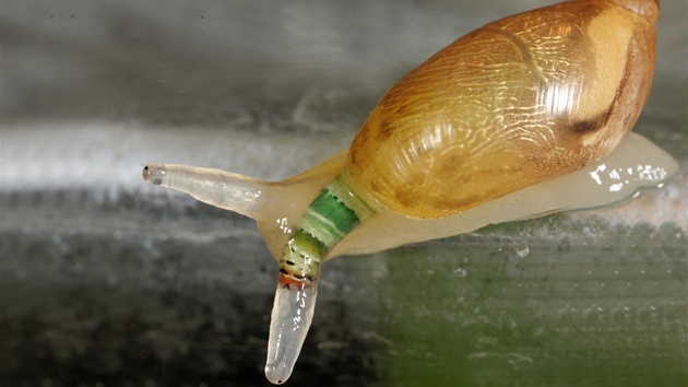 Jantarka a motolice: vývojové stadium sporocysty parazitické motolice rodu Leucochloridium pulzuje v oční stopce plže jantarky obecné (Succinea putris), aby upoutala pozornost konečného hostitele, tedy ptáků.