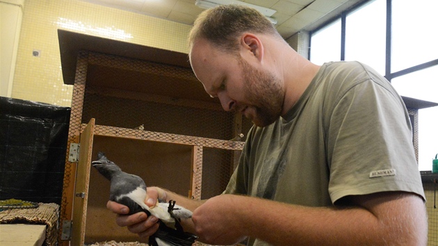 Zoolog Michal Podhrzsk kontroluje krouek jednoho z pesunutch ptk 