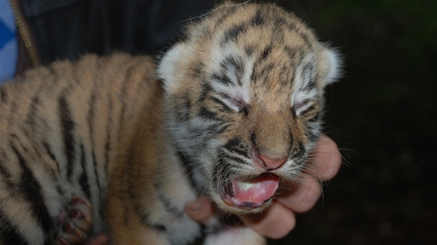 Mld tygra ussurijskho, kter se na konci kvtna narodilo ve zlnsk zoo.