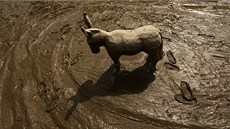 Dřevěné oslík v tzv. dětské zoo pokrytý bahnem. (7. června 2013) Dřevěné oslík v tzv. dětské zoo pokrytý bahnem. (7. června 2013)