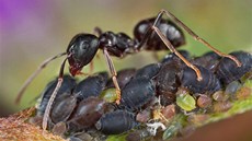 Mravenec druhu Formica fusca hlídá kolonii mic. Tito mravenci ijí se micemi...