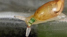 Jantarka a motolice: vývojové stadium sporocysty parazitické motolice rodu