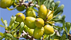 Plody argánie trnité vypadají jako olivy. Stromy rostou pouze v jihozápadní...