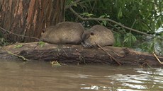 Nutrie ve Čtyřkolech na Benešovsku trpí záplavami. Nutrie ve Čtyřkolech na Benešovsku trpí záplavami.