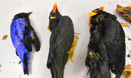 V Rakousku zadreli eský pár, který paoval z Asie kolem 60 papouk a rajek.