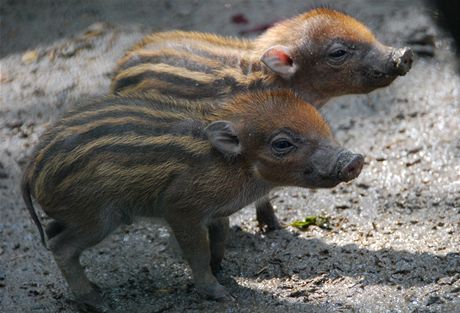 Dv ze tí selat prasete visajánského v ostravské zoologické zahrad.