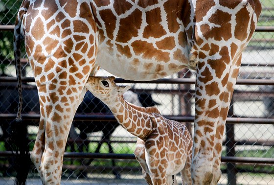 irafí mlád v brnnské zoo u je na tom lépe. Poád ale nemá úpln vyhráno.