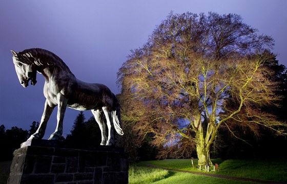 Buk ervenolistý u slatianského zámku je ozdobou areálu zasvceného koním.