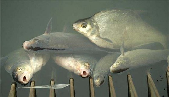 Mrtvé ryby se nacházely v dvoukilometrovém úseku eky. Ilustraní foto