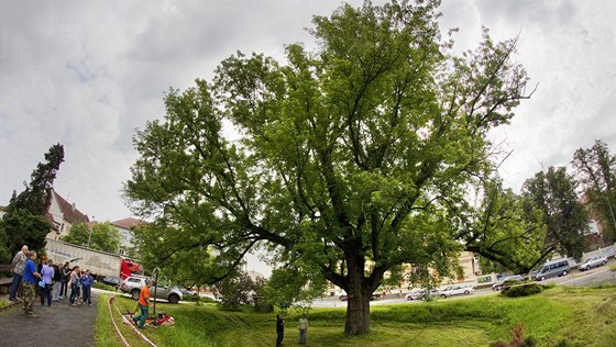 Památný javor stíbrný u poty v Klatovech je starý asi 180 let. Jeho koruna dosahuje íky 20 metr.