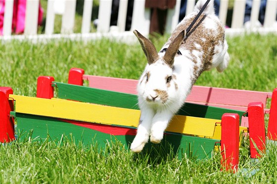 Nkteí králíci jsou schopni se nauit i sportovním disciplínám jako králií hop.