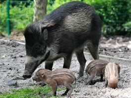 Rodince prasat visajnskch se v Ostrav da, uten se rozrst.