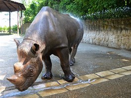 Samec nosoroce dvourohého Isise byl ze tvrtení sprchy nadený. 