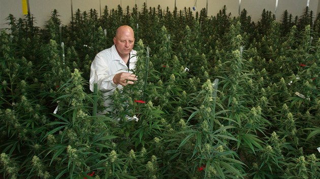 Freerk Bruining z nizozemsk firmy Bedrocan, kter produkuje marihuanu pro lbu.