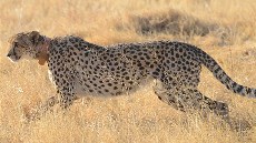 Gepard vybavený GPS obojkem Gepard vybavený GPS obojkem