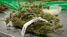 Marihuana, Bedrocan, farma, konopí, léčba Marihuana, Bedrocan, farma, konopí, léčba
