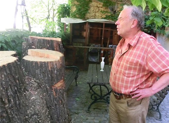 Minulý týden byl ped Jazzovou sekcí pokácen památkov chránný strom.