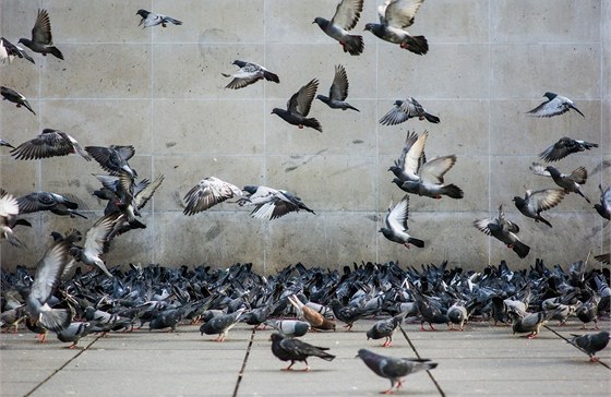 Úhyn holub straí obyvatele bulharského msta Pernik. Ilustraní snímek