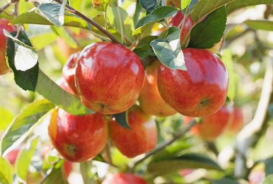 Letos bude více jablek, merunk nebo hruek. Det naopak sníí úrodu tení a