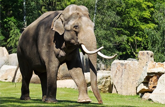 Za kly 41 zabitých slon by pytláci v pepotu utrili 2,4 milionu korun.