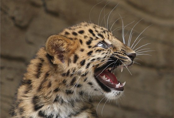 V olomoucké zoo na Svatém Kopeku dospívá levhartí slena Mia, na zaátku