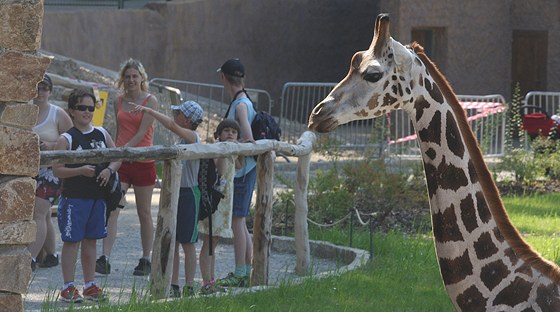 Dva mladí samci irafy u se ukazují návtvníkm jihlavské zoo ve výbhu....