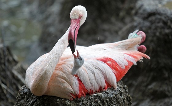 Mlád dovezené ze zatopené praské zoo do Jihlavy jet jako vajíko, se u