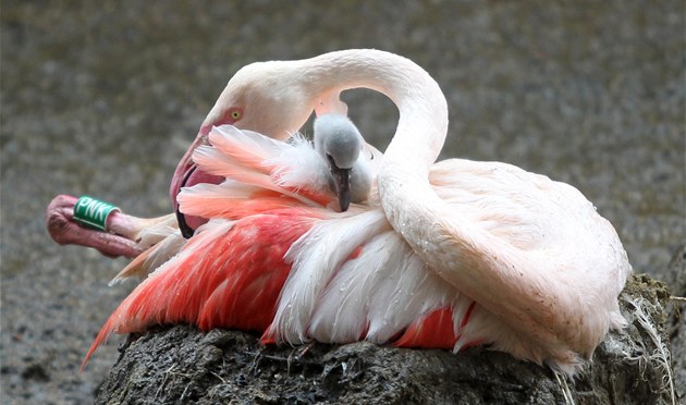 Jihlavská zoologická zahrada chová plameáky rové. I ty pedvádí návtvníkm