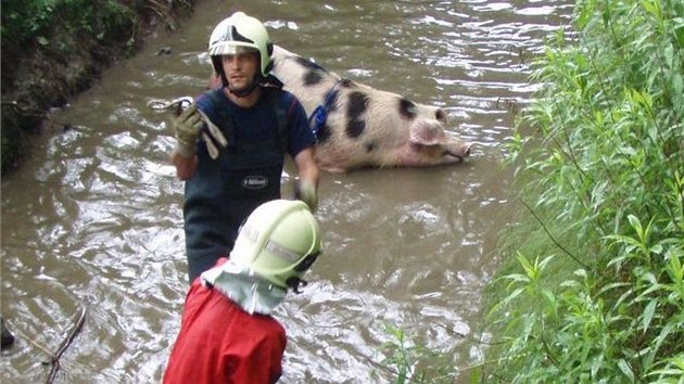 unkovi se z vody moc nechtlo, ale nakonec se ho ke behu podailo dothnout. (25. ervna 2013)