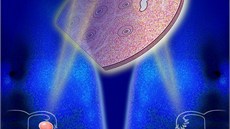 Počítačová animace transplantace ovariální tkáně. Zdravá tkáň (uprostřed) je... Počítačová animace transplantace ovariální tkáně. Zdravá tkáň (uprostřed) je...