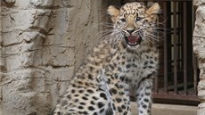 V olomoucké zoo na Svatém Kopeku dospívá levhartí slena Mia, na zaátku