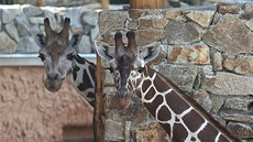 Dva mladí samci irafy Zuberi a Paul se ukazovali návtvníkm jihlavské zoo ve...