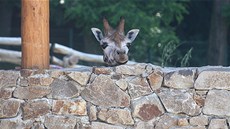 Dva mladí samci irafy u se ukazují návtvníkm jihlavské zoo ve výbhu....