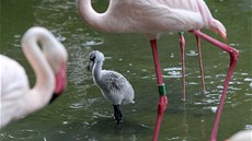 V jihlavské zoologické zahrad se promenáduje mnoho mláat. Patí k nim teba mladí plameáci.