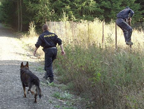 Do pátrání policisté zapojili i sluebního psa, práv on je ke zrannému pivedl. Ilustraní snímek