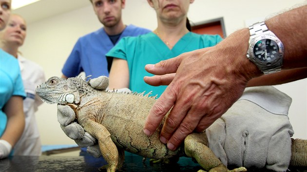 Letn kola exotick medicny a chirurgie v Brn. Veterin pedvd, jak pinutit leguna vyplznout jazyk.