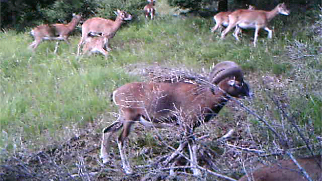 Mufloni na Javoch horch v Chrnn krajinn oblasti Broumovsko.