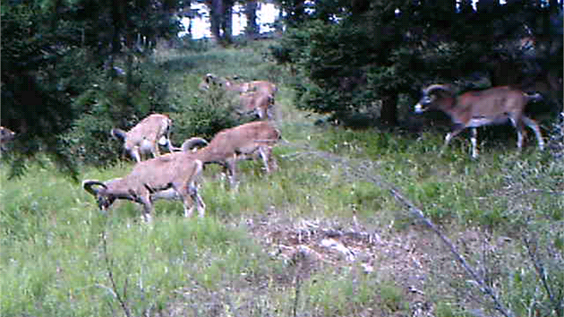 Mufloni na Javoch horch v Chrnn krajinn oblasti Broumovsko.
