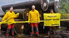 Aktivisté Greenpeace odhalili údajné nelegáln vytené devo chránného stromu