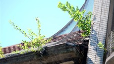 Ze stechy bývalého módního domu vyrstají keíky, na fotografii pohled na elní stranu budovy stojící na nároí ulic 28. íjna a Nádraní. (2. ervence 2013)