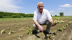 Největší škodu má Zdeněk Moc z Nymburska na zelenině, kterou pěstuje v rovině. Největší škodu má Zdeněk Moc z Nymburska na zelenině, kterou pěstuje v rovině.